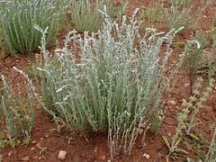 Helichrysum luteoalbum