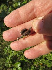 Disholandricus chrysolepidis