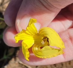 Goodenia arguta