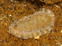Polyplacophora