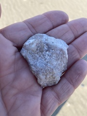 Pododesmus macrochisma