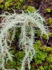 Usnea