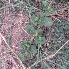 Alternanthera pungens