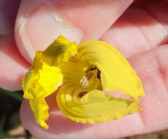 Goodenia arguta