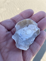 Pododesmus macrochisma