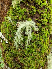 Usnea