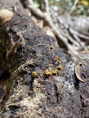 Oligonema verrucosum