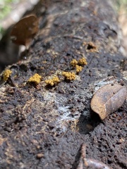 Oligonema verrucosum