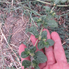 Alternanthera pungens