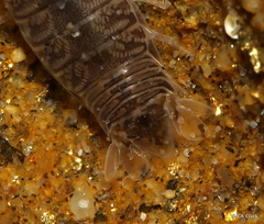 Cirolana harfordi