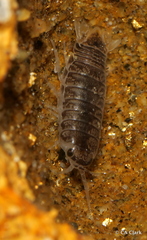 Cirolana harfordi