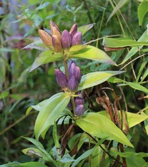 Gentiana andrewsii