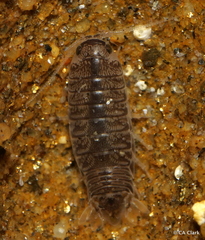 Cirolana harfordi