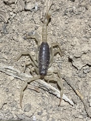 Hadrurus spadix