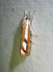 Catoptria latiradiellus