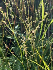 Polygonum ramosissimum