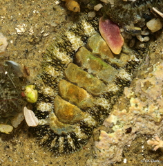 Polyplacophora