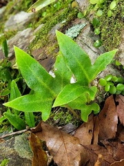 Pyrrosia polydactylos