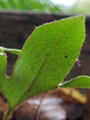 Pyrrosia polydactylos