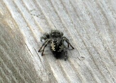 Phidippus borealis