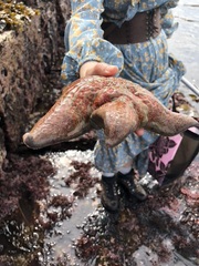 Dermasterias imbricata