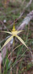 Caladenia xanthochila