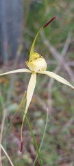 Caladenia xanthochila