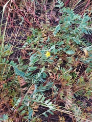 Sibbaldianthe orientalis