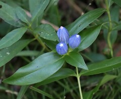 Gentiana andrewsii