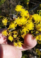 Acacia acinacea
