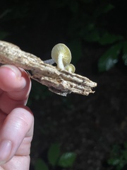 Gerronema strombodes