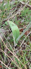 Caladenia xanthochila