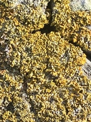 Polycauliona candelaria