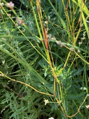 Polygonum ramosissimum