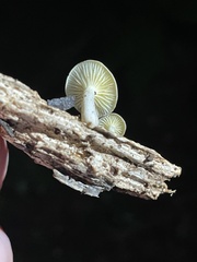 Gerronema strombodes