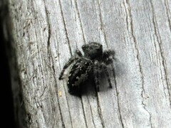 Phidippus borealis