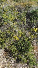 Acacia acinacea