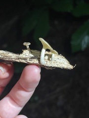 Gerronema strombodes