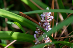 Liriope muscari