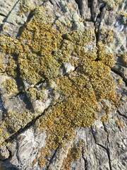 Polycauliona candelaria