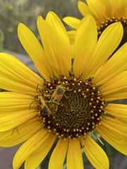 Chauliognathus basalis