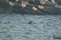 Phoca vitulina vitulina