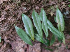 Lemmaphyllum rostratum