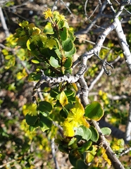 Acacia acinacea