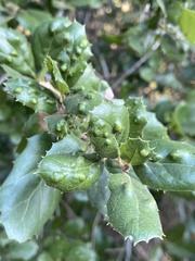 Aceria mackiei
