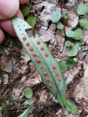Lemmaphyllum rostratum