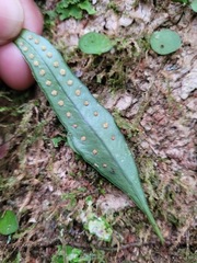 Lemmaphyllum rostratum