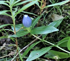 Gentiana andrewsii