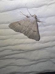 Bleptina caradrinalis