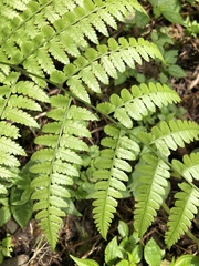 Diplazium laxifrons